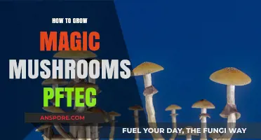 Mastering PF Tek: A Step-by-Step Guide to Growing Magic Mushrooms