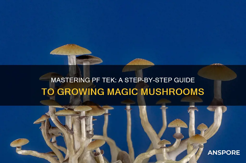 how to grow magic mushrooms pftec