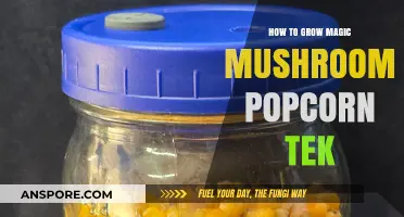 Mastering Popcorn Tek: A Step-by-Step Guide to Growing Magic Mushrooms