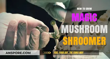 Mastering Magic Mushroom Cultivation: A Shroomery Guide for Beginners