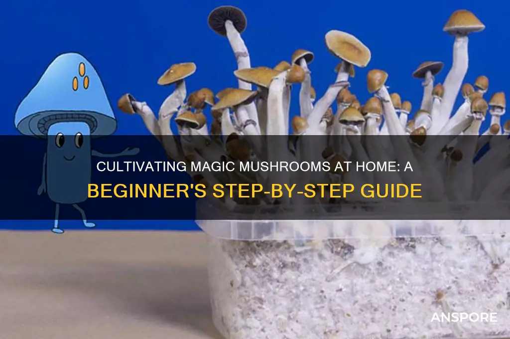 how to grow magic mushrooms st home
