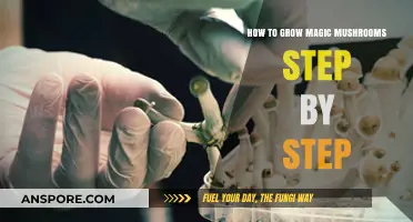 Mastering Magic Mushroom Cultivation: A Comprehensive Step-by-Step Guide