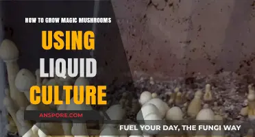 Mastering Liquid Culture: A Guide to Growing Magic Mushrooms