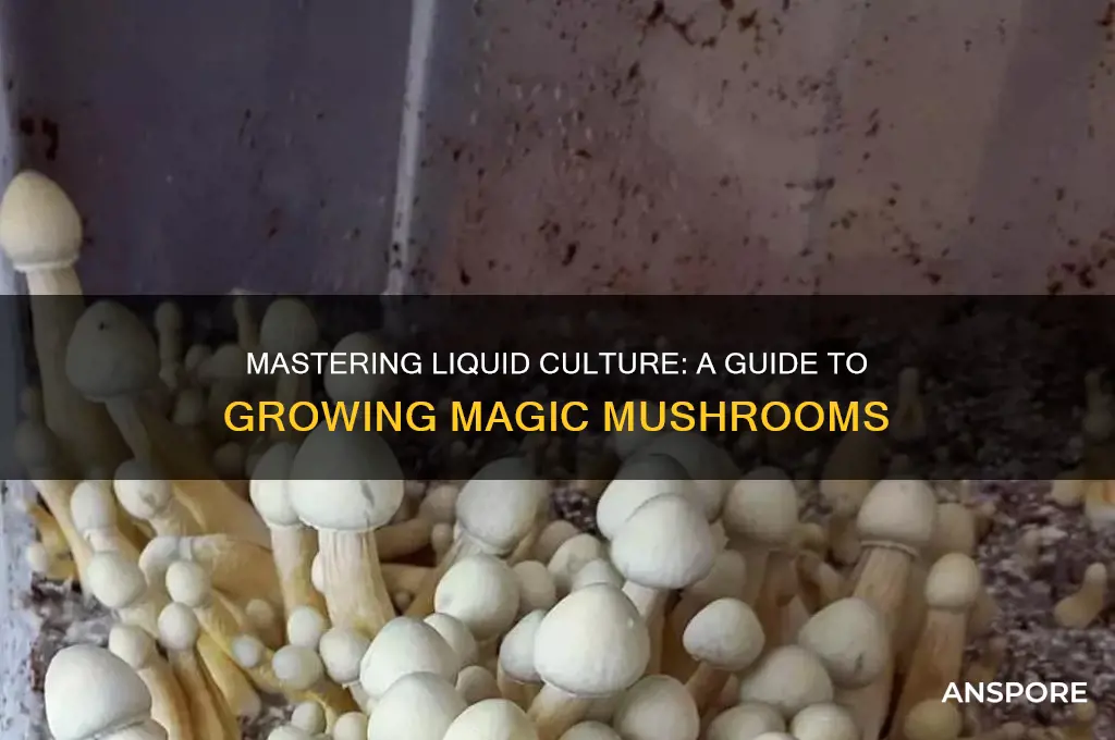 how to grow magic mushrooms using liquid culture