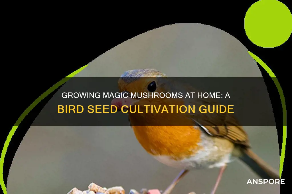 how to grow magic mushrooms with bird seed at home
