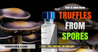 Mastering Magic Truffle Cultivation: A Step-by-Step Guide from Spores