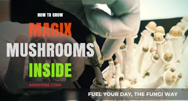 Mastering Indoor Magic Mushroom Cultivation: A Step-by-Step Guide