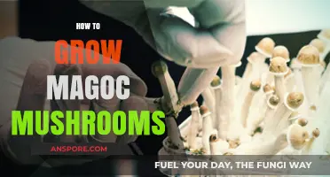 Mastering the Art of Growing Magic Mushrooms: A Step-by-Step Guide