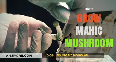 Mastering the Art of Growing Magic Mushrooms: A Comprehensive Guide