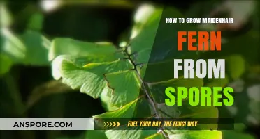 Growing Maidenhair Ferns: A Step-by-Step Guide to Spores Propagation