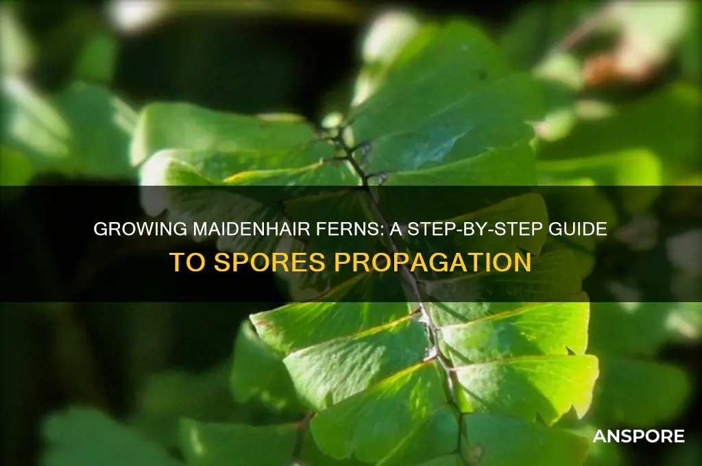 how to grow maidenhair fern from spores