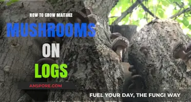 Mastering Maitake: A Step-by-Step Guide to Log Cultivation