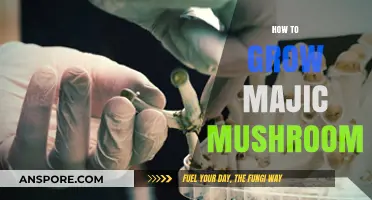 Cultivating Psilocybin Mushrooms: A Comprehensive Guide to Growing Magic Mushrooms