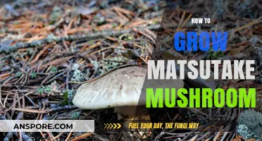 Mastering Matsutake Cultivation: A Guide to Growing This Rare Delicacy