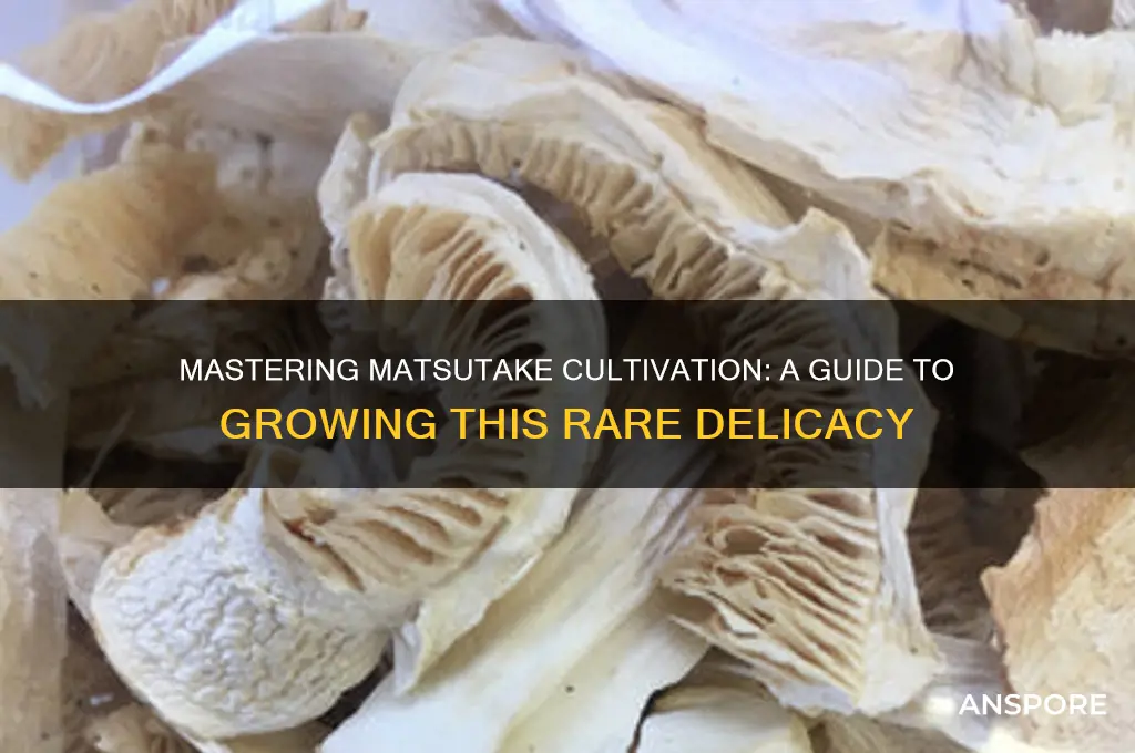 how to grow matsutake mushroom