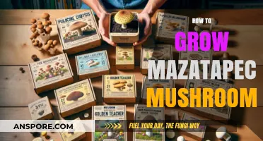 Mastering Mazatapec Mushroom Cultivation: A Comprehensive Growing Guide