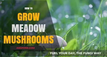 Mastering Meadow Mushroom Cultivation: A Step-by-Step Growing Guide