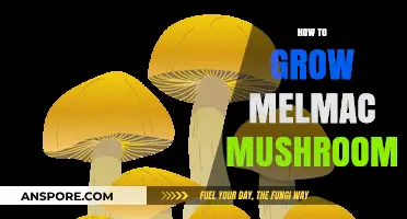 Mastering Melmac Mushroom Cultivation: A Step-by-Step Growing Guide