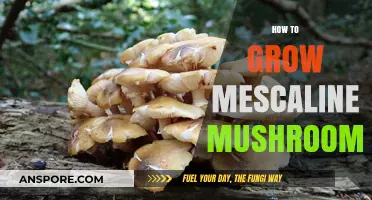 Cultivating Mescaline Mushrooms: A Comprehensive Guide to Growing Techniques