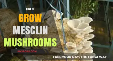 Mastering Mesclin Mushroom Cultivation: A Step-by-Step Growing Guide