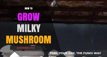 Mastering Milky Mushroom Cultivation: A Step-by-Step Growing Guide