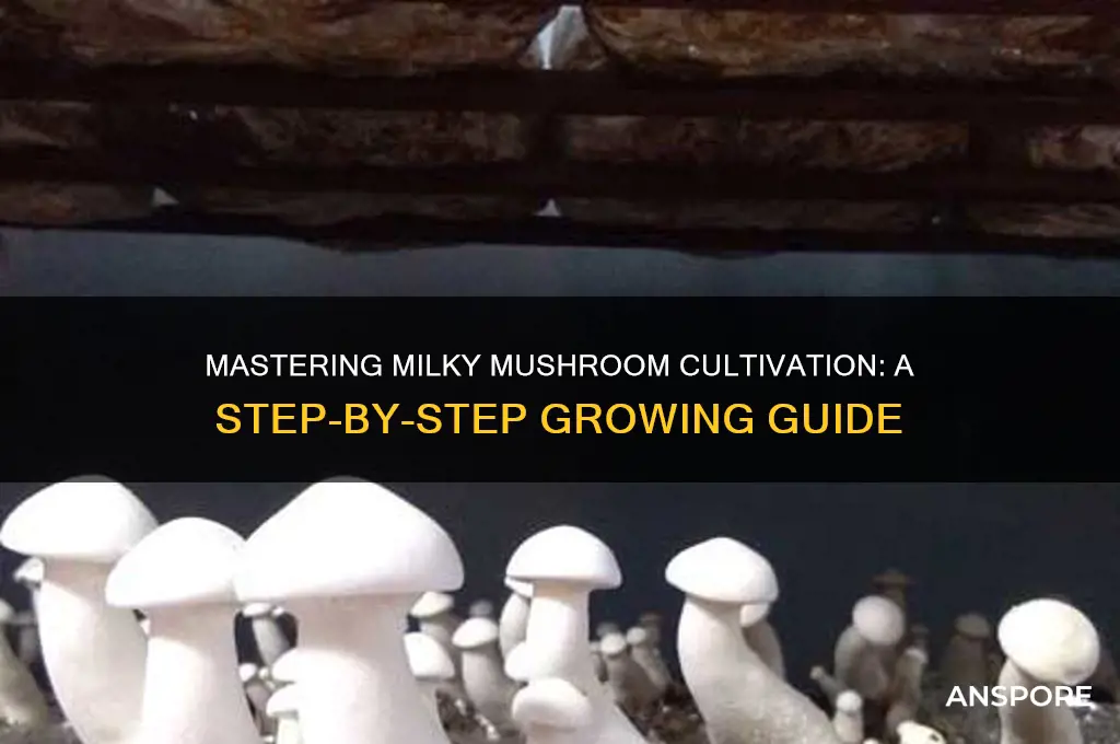 how to grow milky mushroom