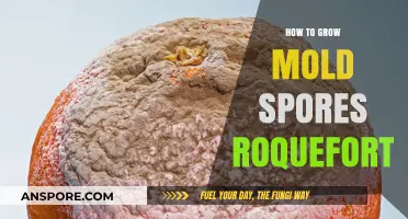 Mastering Mold: Growing Roquefort Spores for Artisan Cheese Making