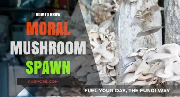 Ethical Mushroom Cultivation: A Guide to Growing Moral Spawn