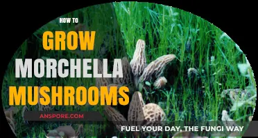 Mastering Morchella: A Guide to Growing Delicious Morel Mushrooms