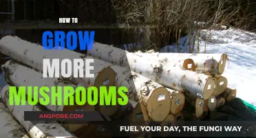 Mastering Mushroom Cultivation: Tips for Abundant Harvests at Home