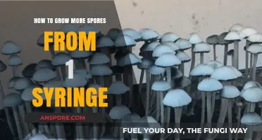 Maximizing Spores: Effective Techniques to Grow More from One Syringe
