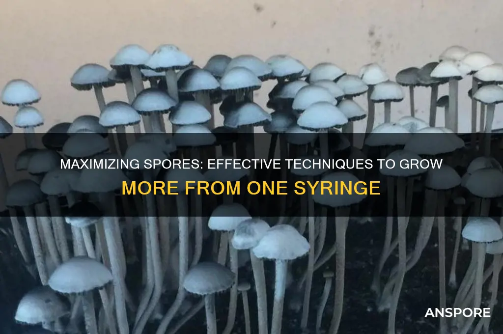 how to grow more spores from 1 syringe