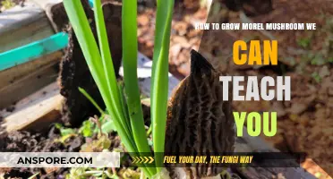 Master Morel Mushroom Cultivation: Learn to Grow Your Own Delicacy