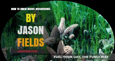 Mastering Morel Cultivation: Jason Fields' Guide to Growing Morel Mushrooms