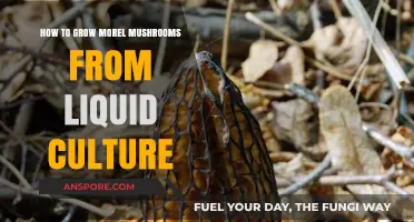 Mastering Morel Cultivation: Growing Mushrooms from Liquid Culture
