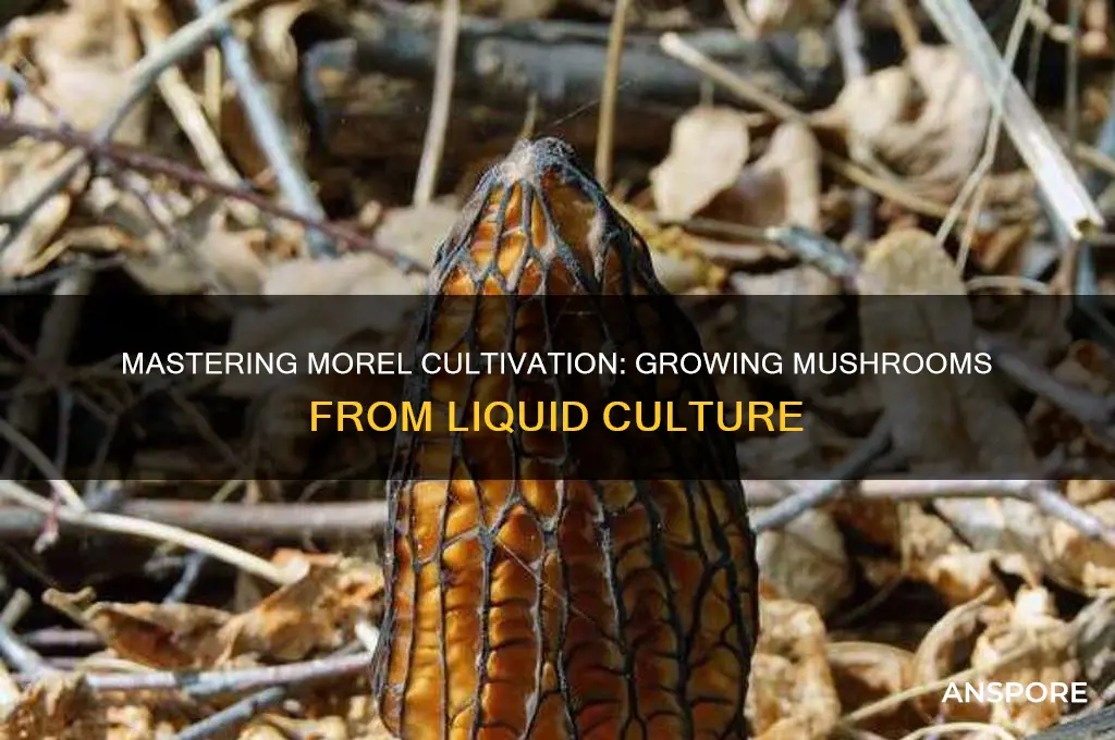 how to grow morel mushrooms from liquid culture