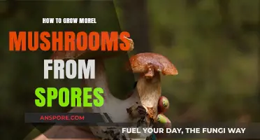 Mastering Morel Cultivation: A Step-by-Step Guide to Growing from Spores