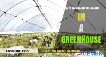 Greenhouse Morel Cultivation: A Step-by-Step Guide to Growing Mushrooms