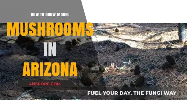 Growing Morel Mushrooms in Arizona: A Desert Forager's Guide