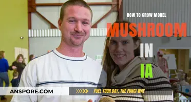 Mastering Morel Cultivation: A Guide to Growing Mushrooms in Iowa