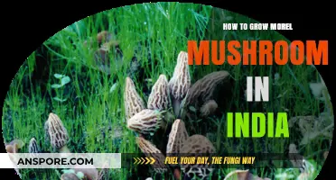 Mastering Morel Cultivation: A Step-by-Step Guide for Indian Growers
