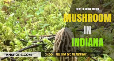 Growing Morel Mushrooms in Indiana: A Step-by-Step Guide