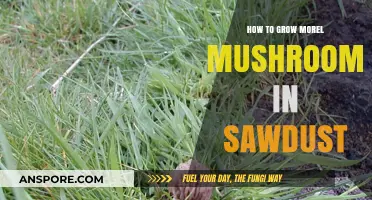 Mastering Morel Cultivation: Growing Mushrooms in Sawdust Step-by-Step