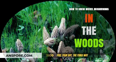 Mastering Morel Cultivation: A Guide to Growing Mushrooms in the Woods