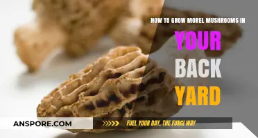 Mastering Morel Cultivation: Grow Delicious Mushrooms in Your Backyard