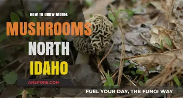 Growing Morel Mushrooms in North Idaho: A Beginner's Guide