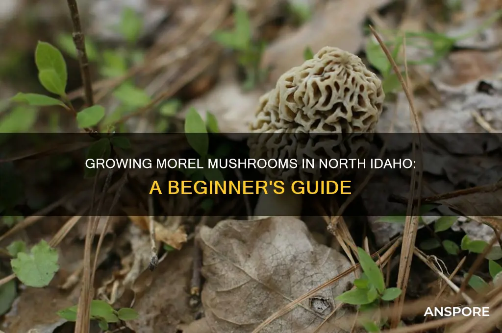 how to grow morel mushrooms north idaho