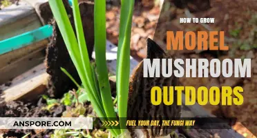 Mastering Morel Cultivation: Outdoor Growing Techniques for Abundant Harvests