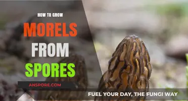Mastering Morel Cultivation: A Guide to Growing Morels from Spores