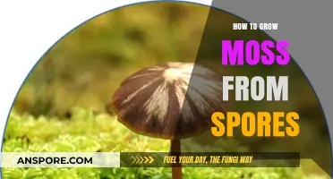 Mastering Moss Cultivation: A Step-by-Step Guide to Growing Moss from Spores